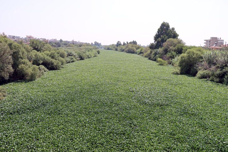 Yeni tehlike! Yüzeyi tamamen kapladı 3