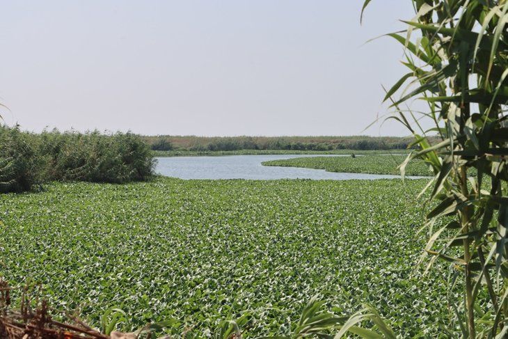 Yeni tehlike! Yüzeyi tamamen kapladı 7