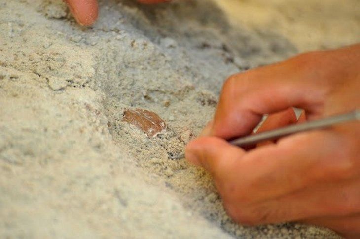 Çoban toprak kayınca keşfetti! Milattan önce 10 bin yılından kalma 8