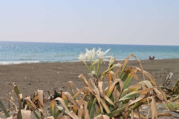 Bu çiçeği koparana 80 bin TL ceza 11