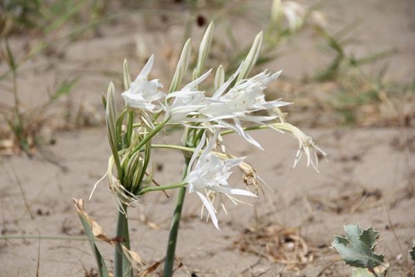 Bu çiçeği koparana 80 bin TL ceza 1