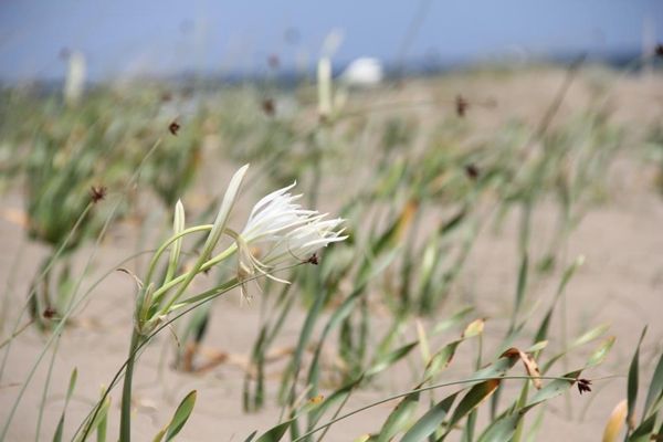 Bu çiçeği koparana 80 bin TL ceza 6
