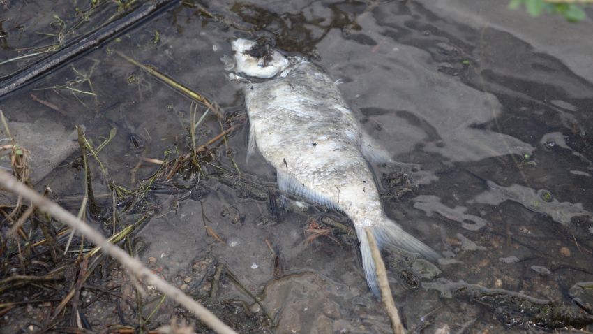 Korkutan görüntü! Çoğu ölü bulundu 3