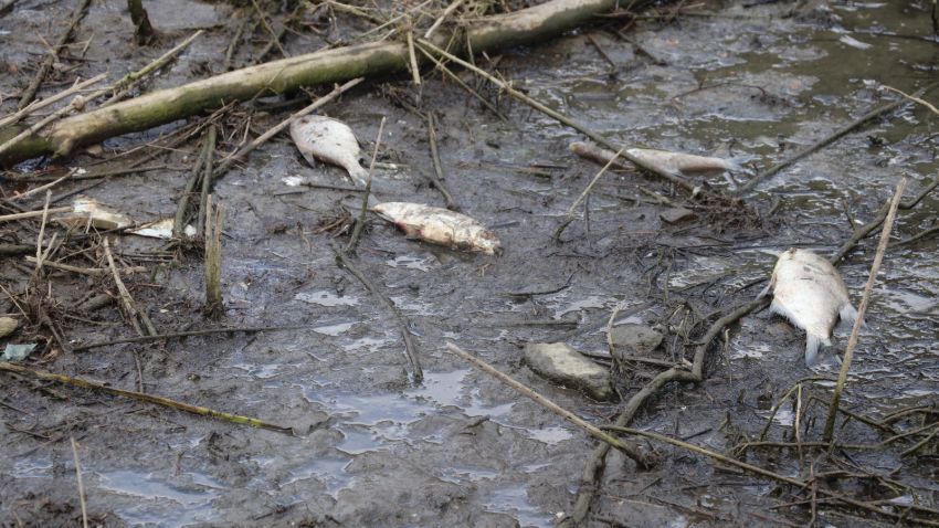 Korkutan görüntü! Çoğu ölü bulundu 4