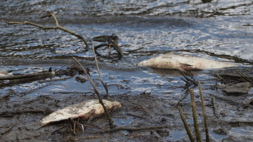 Korkutan görüntü! Çoğu ölü bulundu 5