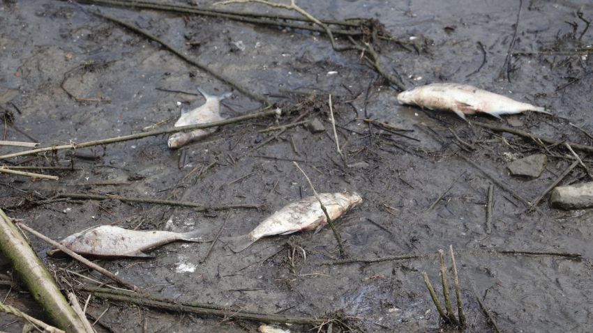 Korkutan görüntü! Çoğu ölü bulundu 7