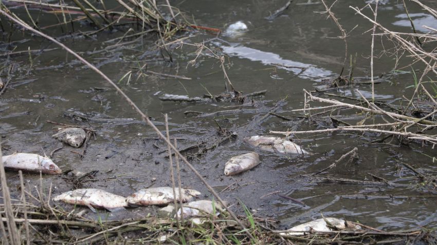 Korkutan görüntü! Çoğu ölü bulundu 8