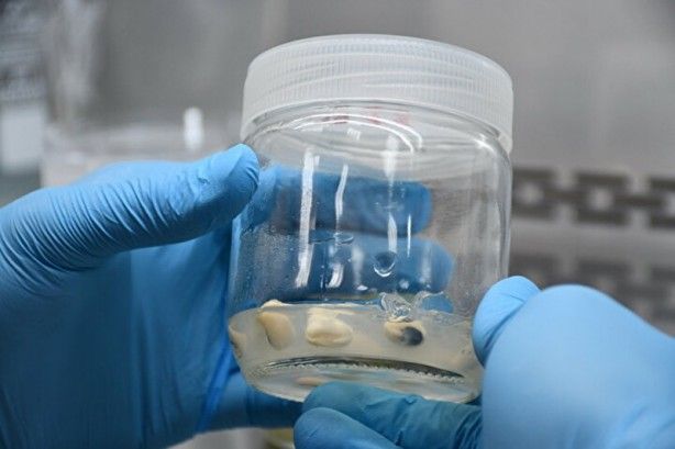 Güney Kore'den getirildi! Kazancı katlayacak 2