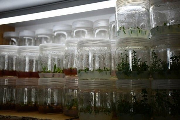 Güney Kore'den getirildi! Kazancı katlayacak 3