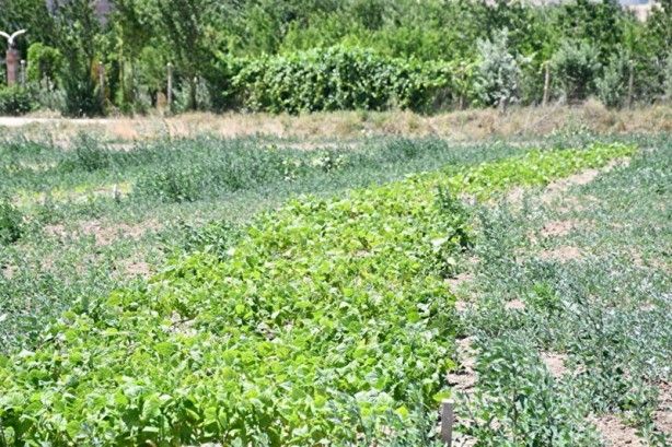 Güney Kore'den getirildi! Kazancı katlayacak 5