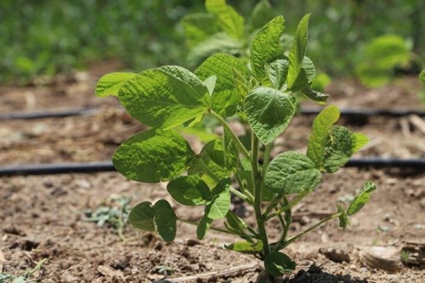 Güney Kore'den getirildi! Kazancı katlayacak 7