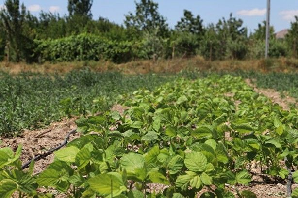 Güney Kore'den getirildi! Kazancı katlayacak 8