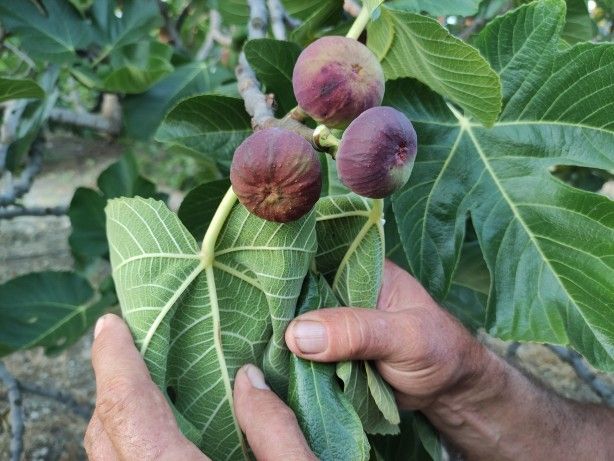 Vatandaşlar endişeli! Dökülmeye başladılar 1