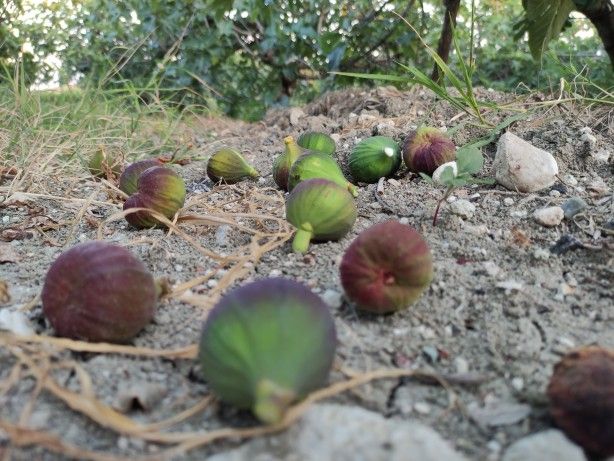 Vatandaşlar endişeli! Dökülmeye başladılar 3