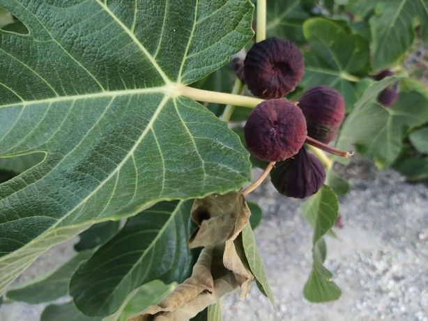 Vatandaşlar endişeli! Dökülmeye başladılar 6