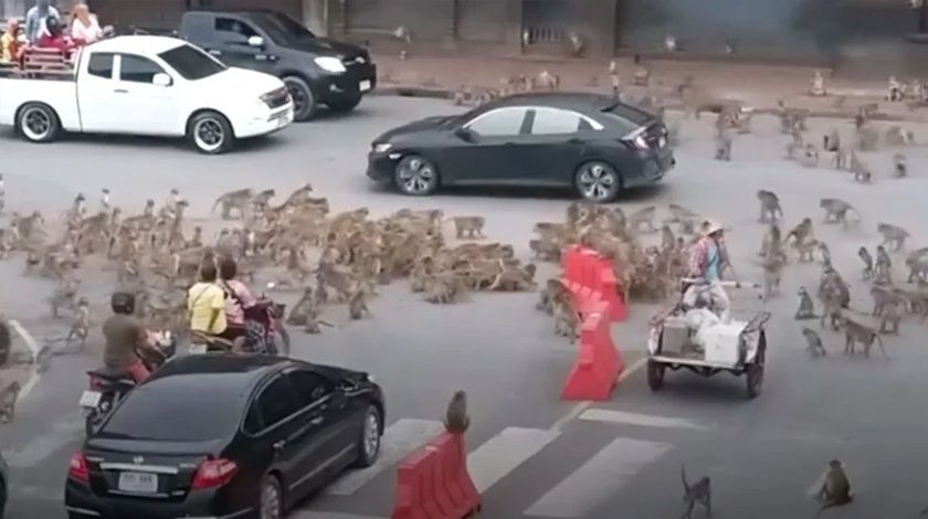 Maymunlar şehir merkezini istila etti 2