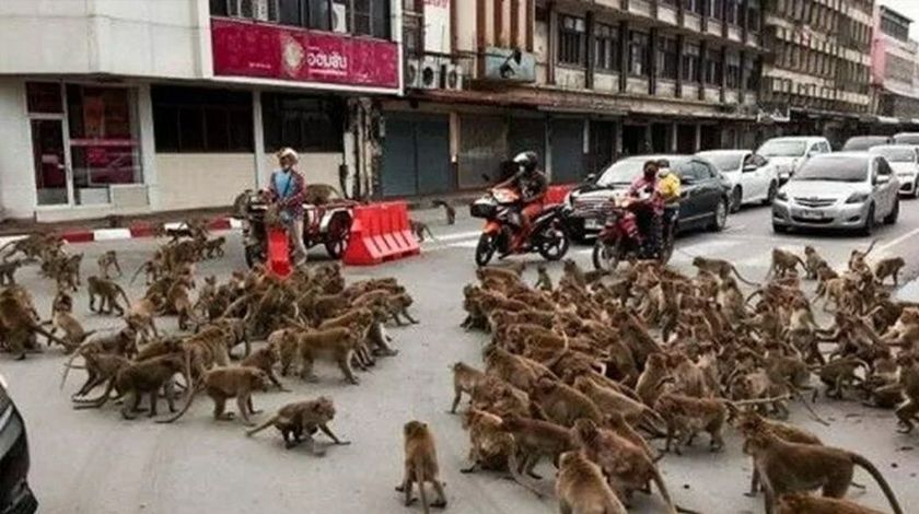 Maymunlar şehir merkezini istila etti 11