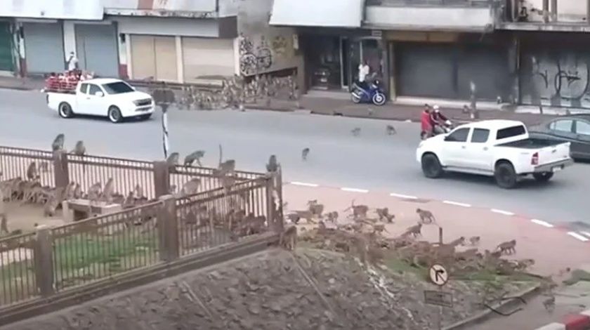 Maymunlar şehir merkezini istila etti 3
