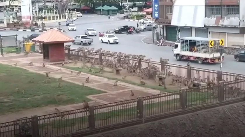 Maymunlar şehir merkezini istila etti 4