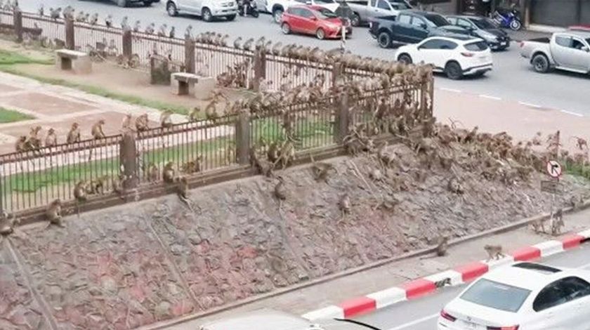 Maymunlar şehir merkezini istila etti 5