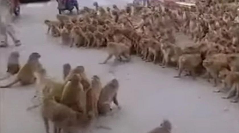 Maymunlar şehir merkezini istila etti 6