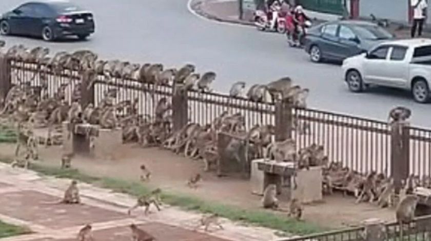 Maymunlar şehir merkezini istila etti 8