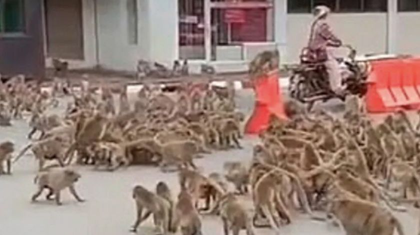 Maymunlar şehir merkezini istila etti 9