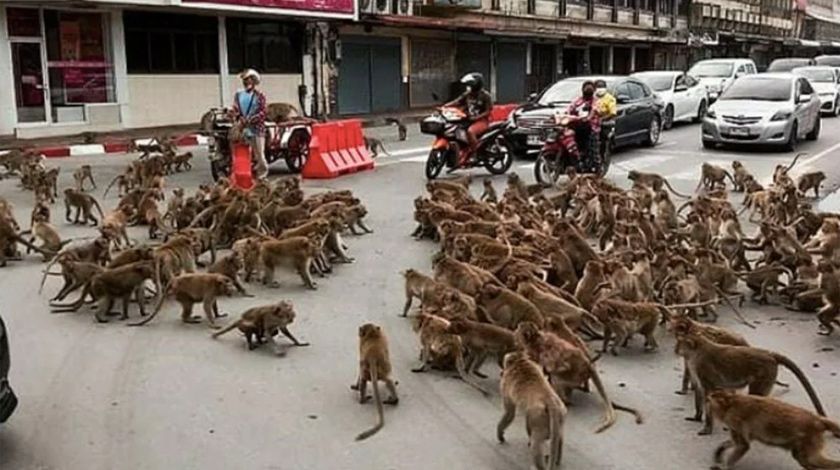 Maymunlar şehir merkezini istila etti 1