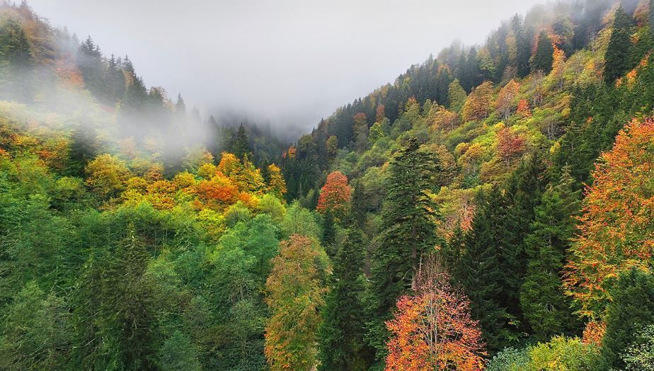 Valilik duyurdu! Bir ilde daha orman yasağı 1