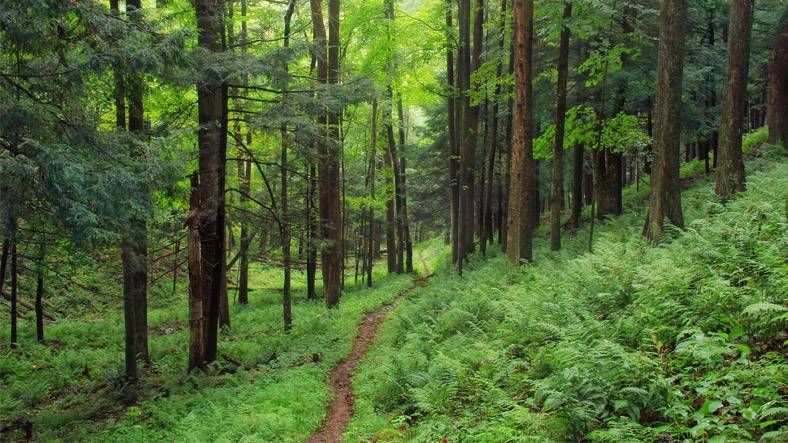 Valilik duyurdu! Bir ilde daha orman yasağı 7