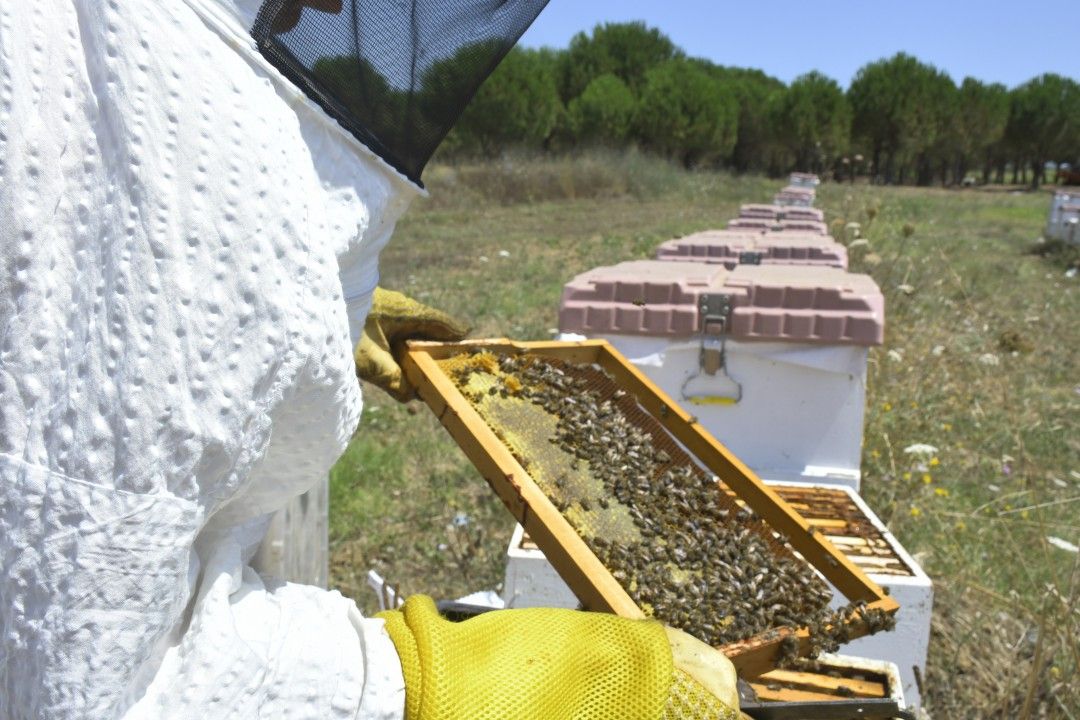 Silivri belediyesinden 'Bal' gibi üretim 4