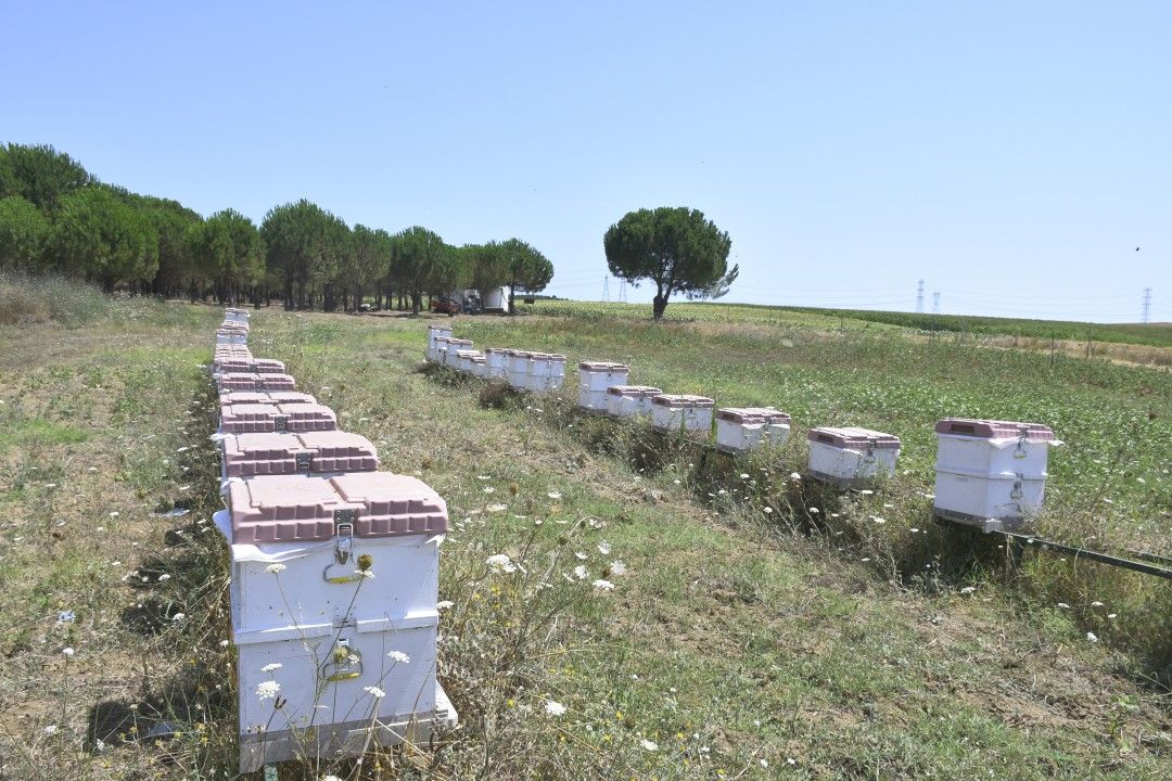 Silivri belediyesinden 'Bal' gibi üretim 5