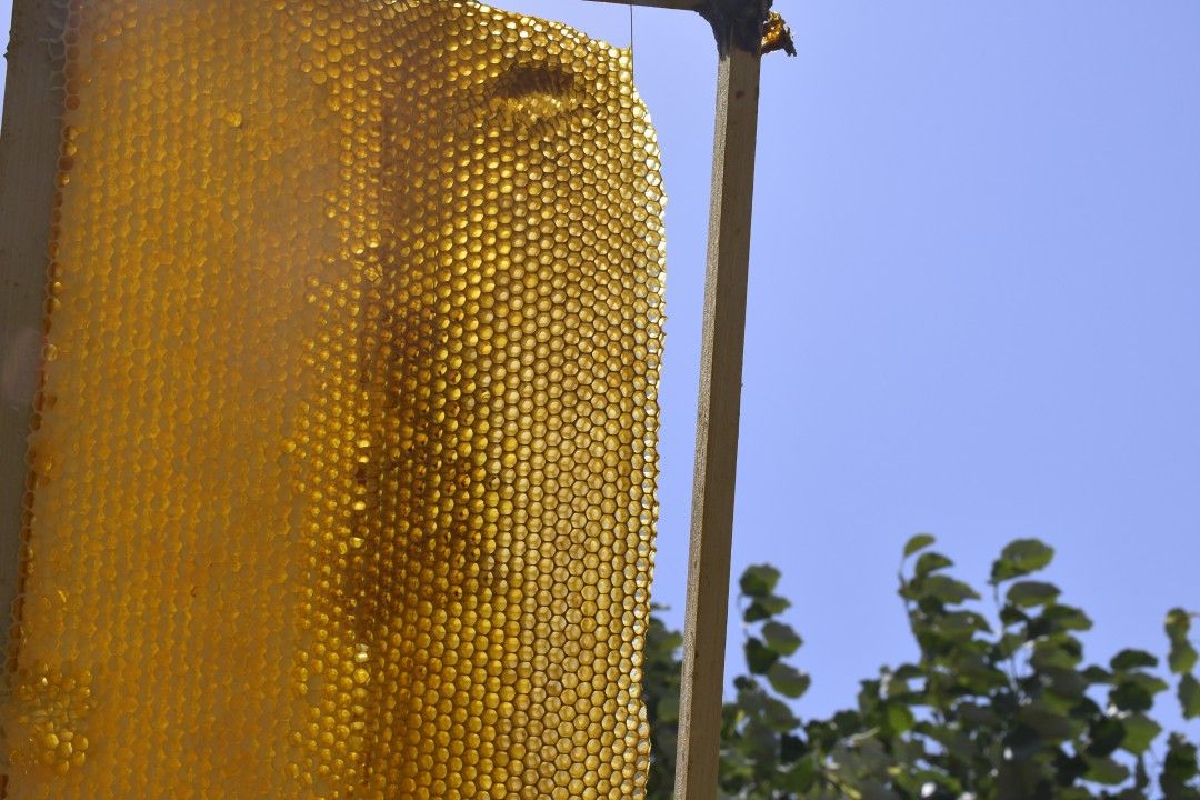 Silivri belediyesinden 'Bal' gibi üretim 7