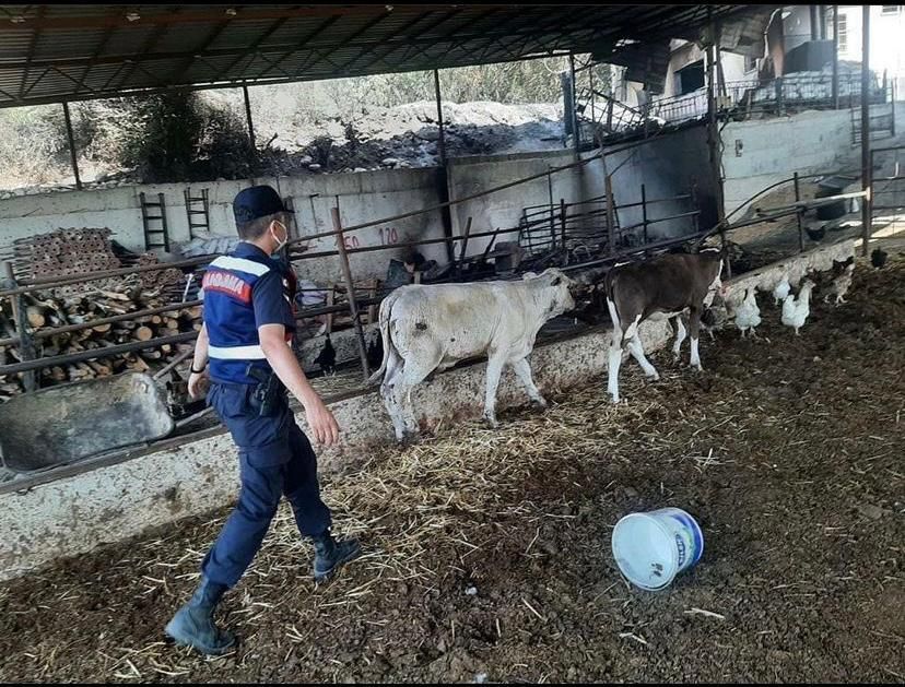 Osmaniye İl Jandarma’dan yangınzedelere büyük destek 1