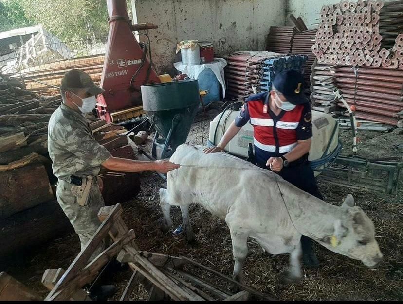 Osmaniye İl Jandarma’dan yangınzedelere büyük destek 3