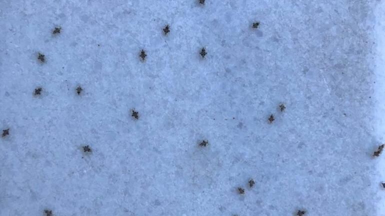 3 şehri adeta istila ettiler! 7