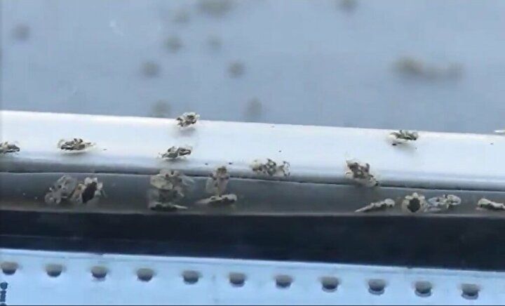 3 şehri adeta istila ettiler! 15