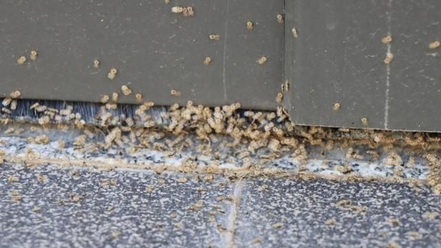 3 şehri adeta istila ettiler! 5