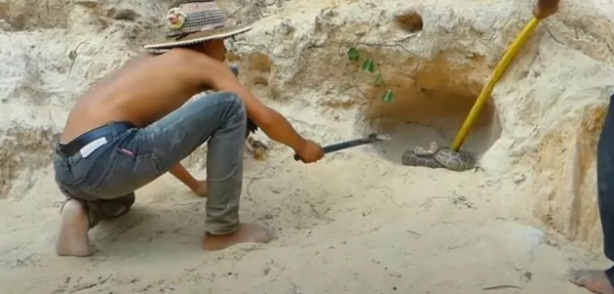 Pitona kafa tutan tavuk sosyal medyayı salladı 30