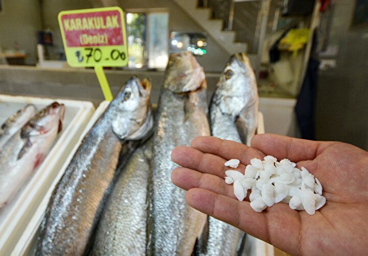 Balığın kafasından çıkıyor, kilosu 600 lira! 1