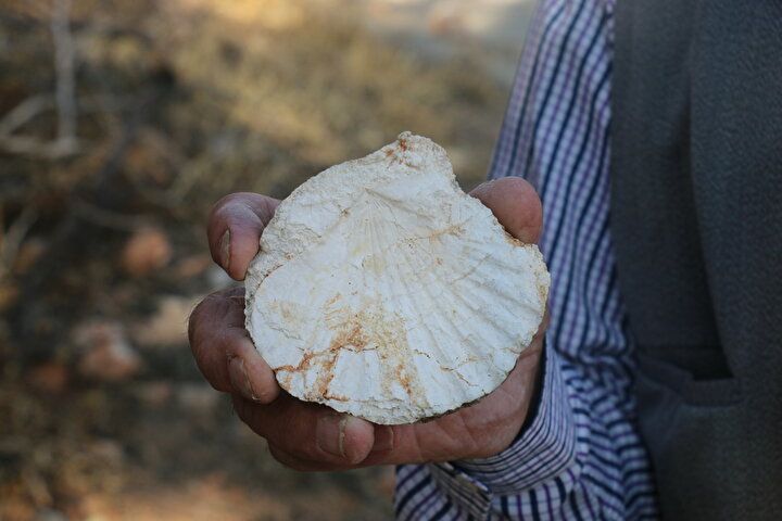 Ormanda buldu, değerini internete bakınca anladı! 1