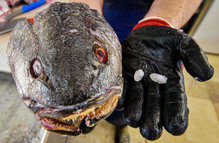 Balığın kafasından çıkıyor, kilosu 600 lira! 5