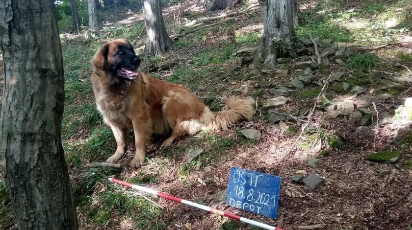 Köpek 14. yüzyıldan beri kayıp hazineyi buldu 1