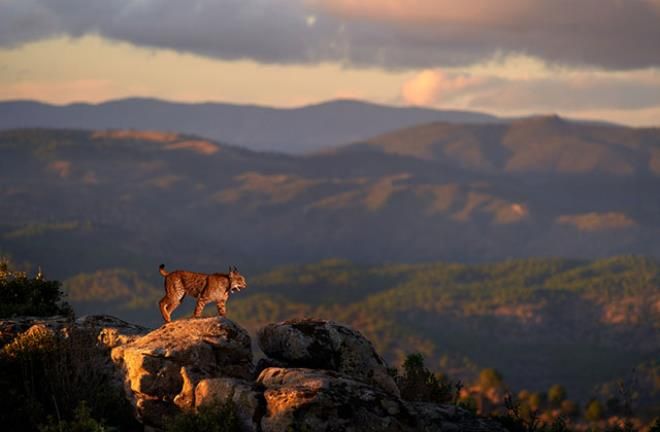 Ormanın hayaleti böyle görüntülendi 5