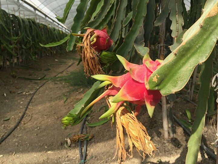 Baba oğul internette görüp aldı, "100 dönümden kazanacağımızı kazanıyoruz" 7