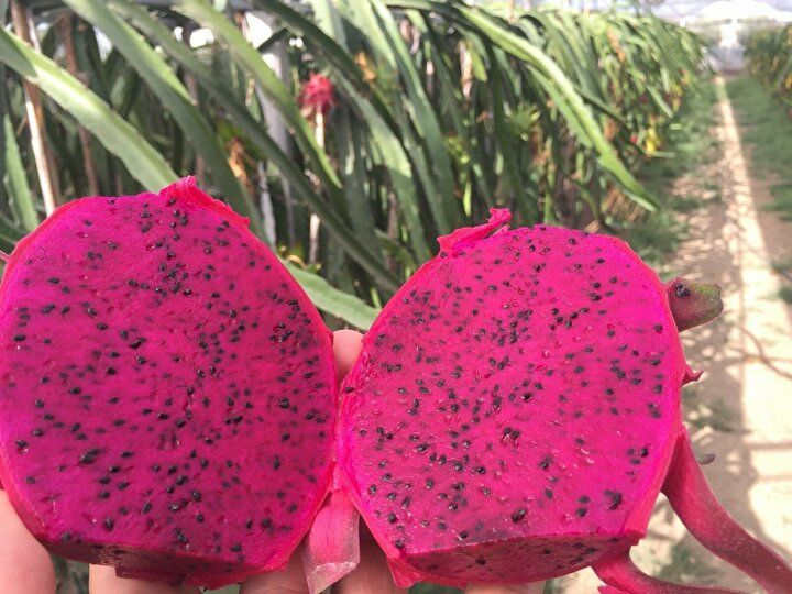 Baba oğul internette görüp aldı, "100 dönümden kazanacağımızı kazanıyoruz" 9