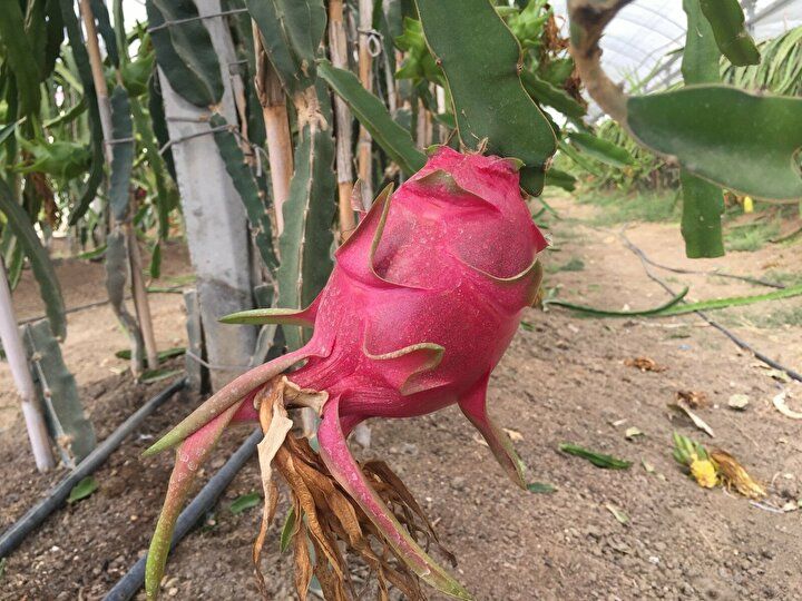 Baba oğul internette görüp aldı, "100 dönümden kazanacağımızı kazanıyoruz" 10
