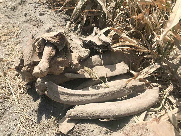 Kahramanmaraş'ta heyecanlandıran olay: Tarlasını sürerken buldu 1