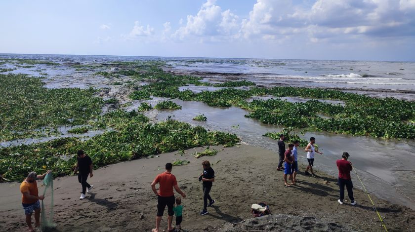 'Su canavarları' tüm bölgeyi istila etti! 2