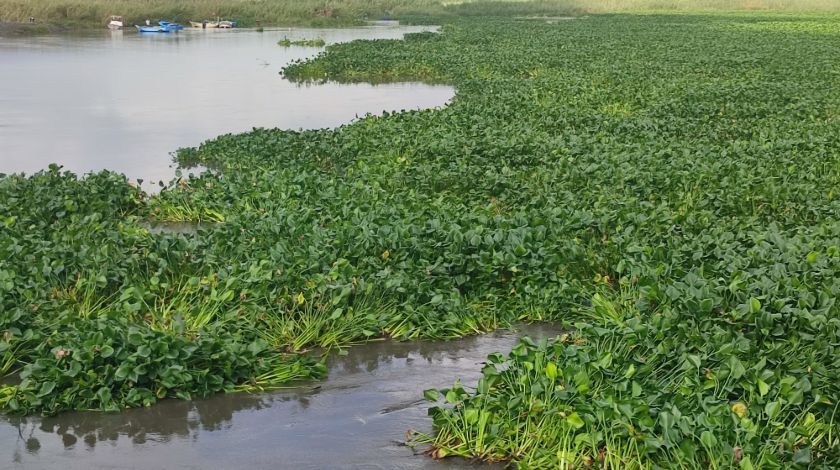 'Su canavarları' tüm bölgeyi istila etti! 6